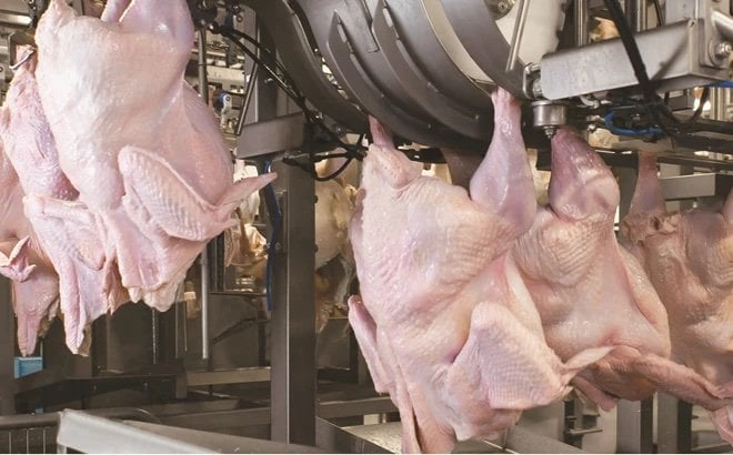 Six reasons to automate turkey processing